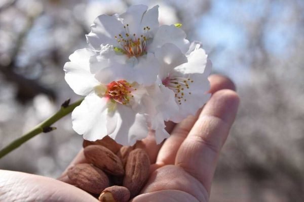 Travel to the Alpujarra of Granada. See the almond trees in bloom