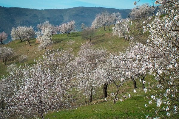 Coach trip to Trevelez admiring the almond blossom in Sierra Nevada